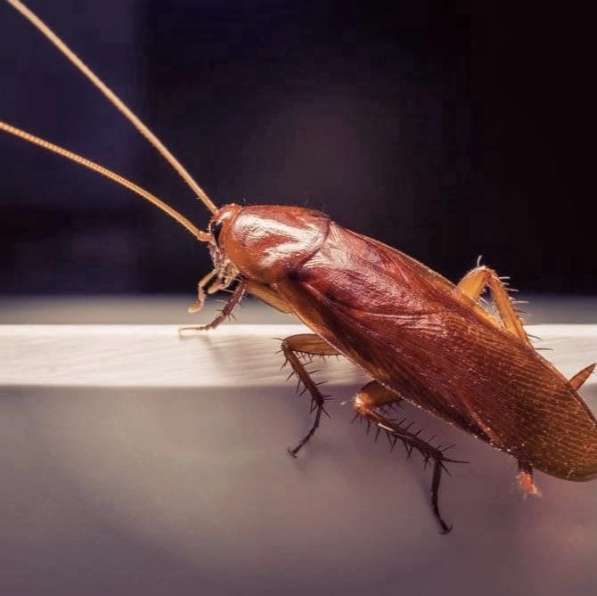 Уничтожение насекомых в Калининграде фото 3