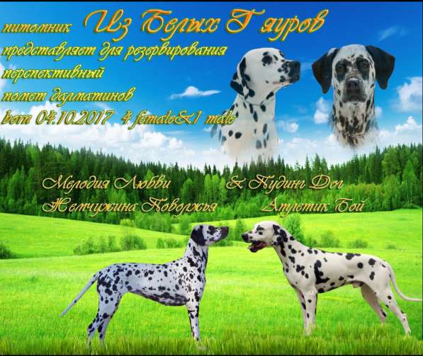 Щенки Далматина в Санкт-Петербурге