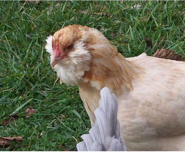 Цыплята Амераукана в Балашихе в Железнодорожном фото 3