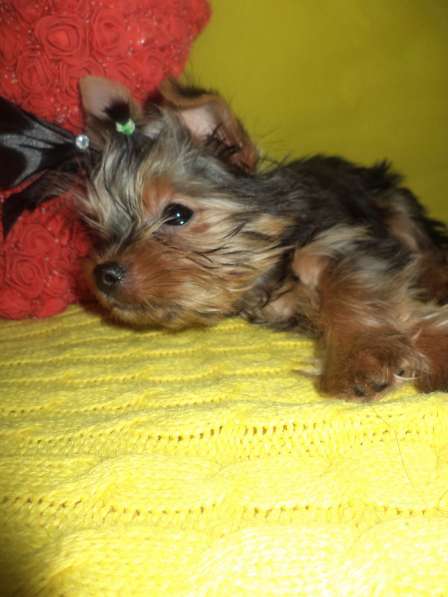 Мини девочка под ёлочку в Новосибирске фото 7