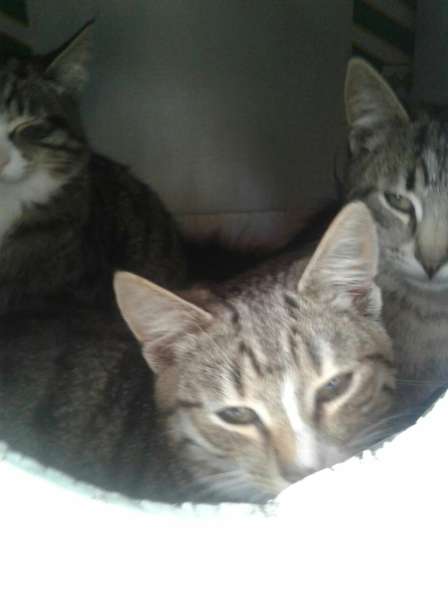 Котята ждут хозяев! в Москве фото 21