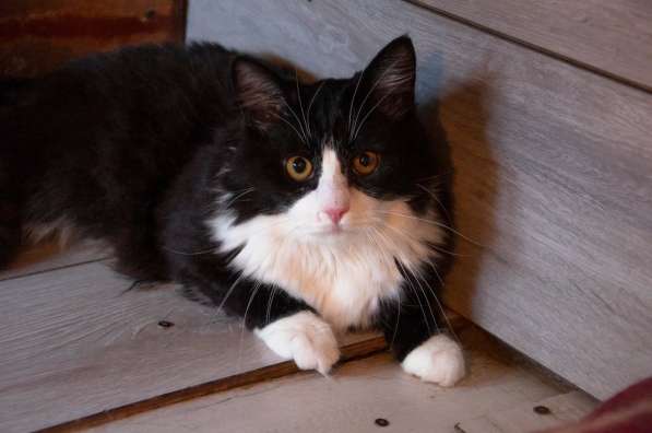 Роскошный нежный молодой котик в Санкт-Петербурге фото 12