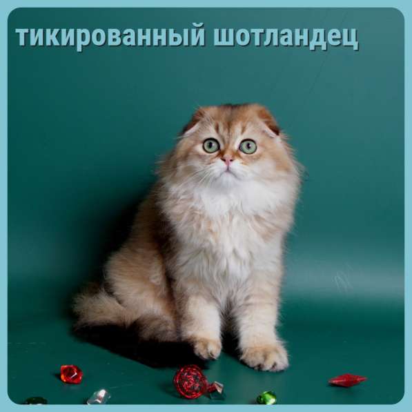 Котята разных пород и окрасов, алиментные котята в Москве фото 5