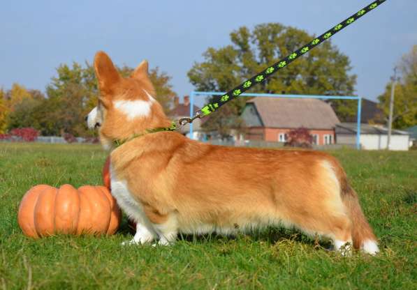 Подрощеный кобель Вельш Корги Пемброк в фото 25