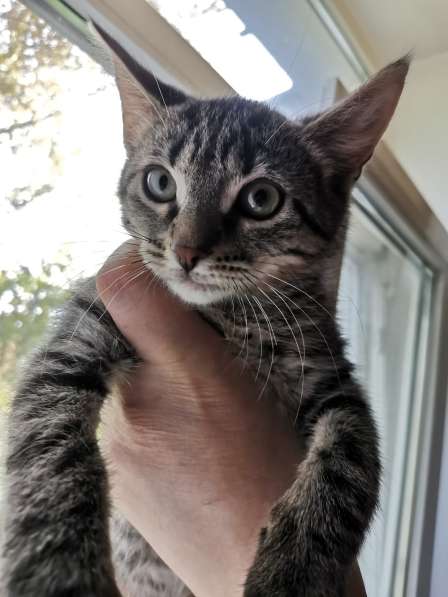 Котята ищут дом! в Санкт-Петербурге фото 7