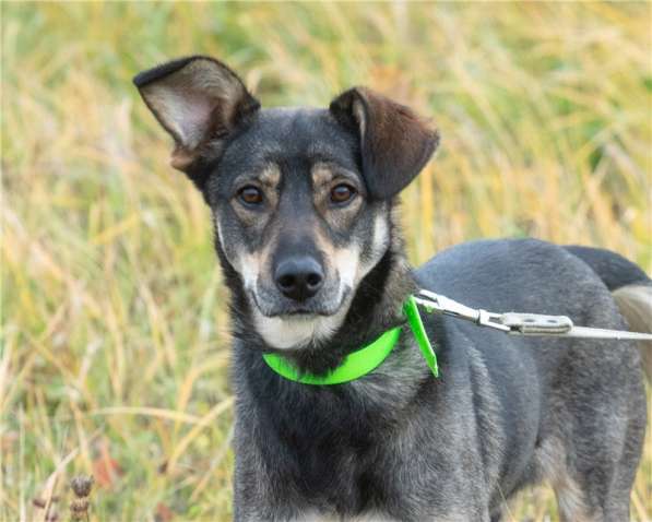 Грэй &ndash; веселый, активный парень ищет дом в Москве фото 8