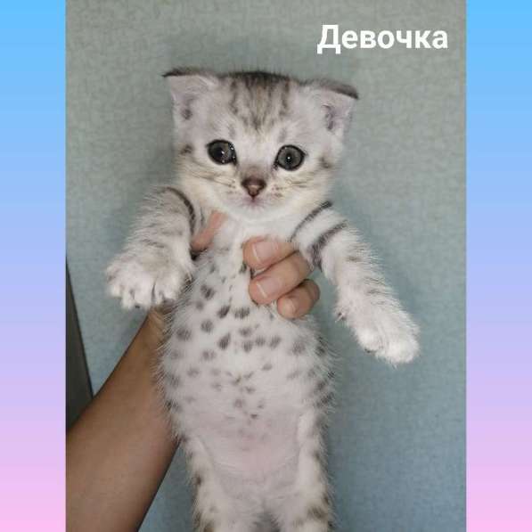 Продажа британских котят в Краснодаре фото 3