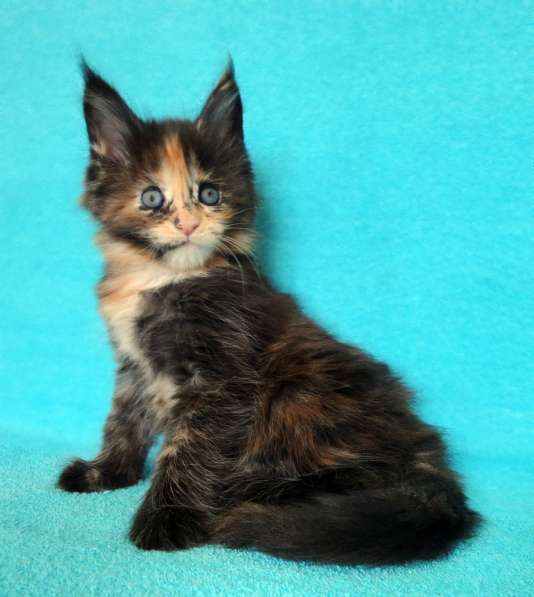 Кошечка мейн-кун из питомнника в Казани фото 24