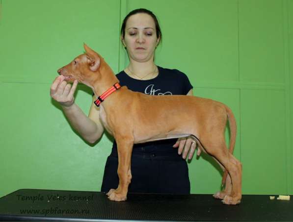 Щенки Фараоновой собаки в Санкт-Петербурге фото 28