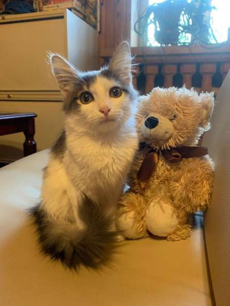 Сибирский котенок Крош в дар в Москве