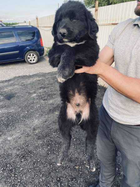 Щеночки помесь бурят-монгольского волкодава в добрые руки в Москве фото 4