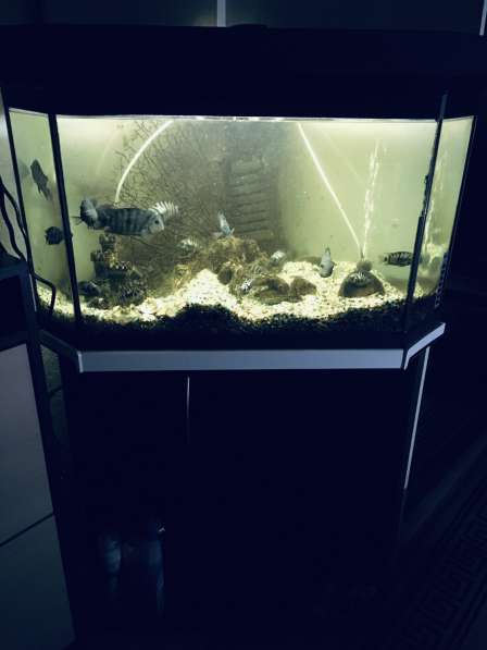 Продаю аквариум 115 лит