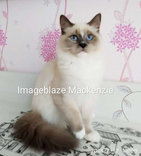 Невский маскарадный мальчик в Санкт-Петербурге