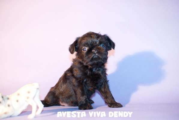 Гриффоны бельгийские и брюссельские и птибрабанты в Санкт-Петербурге