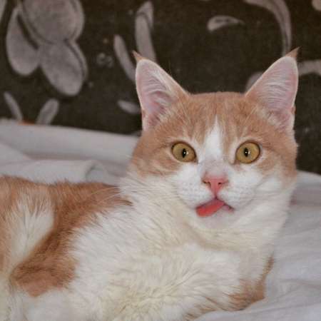 Кеша ищет семью! в Москве