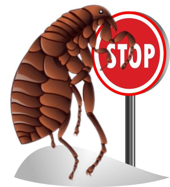 Травлю тараканов. С гарантией до 3 лет. Профессионально в Москве фото 5