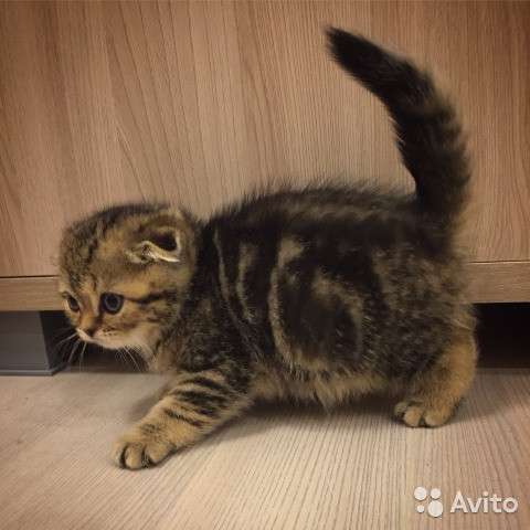 Котята вислоухие и прямоухие в Костроме фото 7
