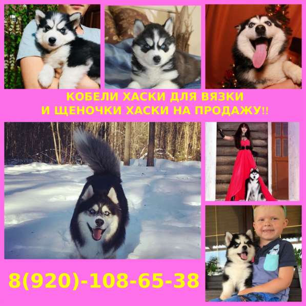 Кобели хаски для вязки