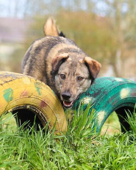 Улыбчивая собачка с рыжими ушками-огоньками в Санкт-Петербурге фото 16