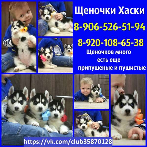 Щеночки сибирской хаски. Голубоглазые и не только в Архангельске фото 3