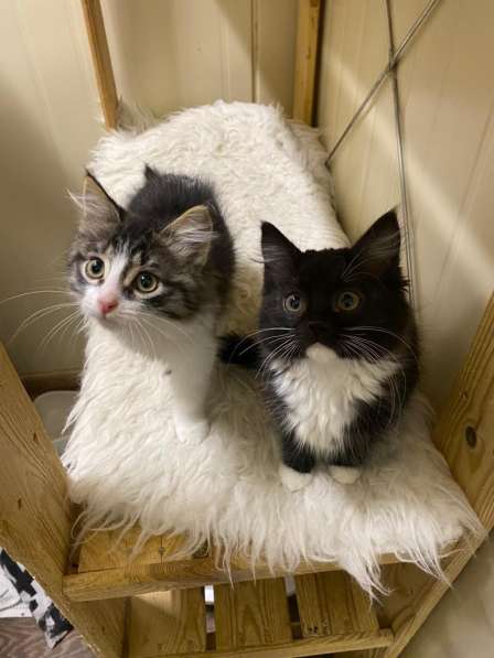 Чудесные котята ищут семью в Москве фото 7