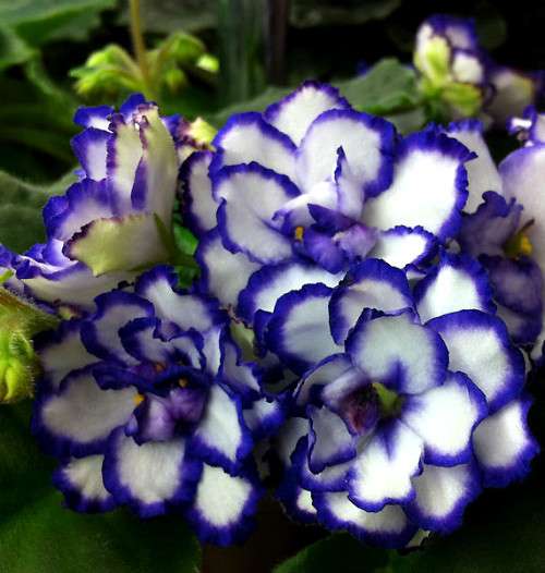 Продажа сортовых фиалок в Невинномысске фото 4