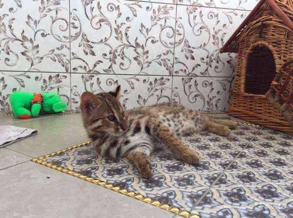 Азиатский котенок Северный подвид бенгальских в Москве фото 3