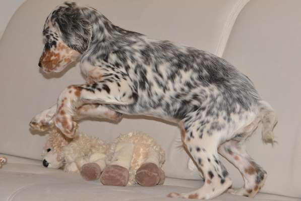 Английский сеттер щенки из элитного питомника в Москве фото 136