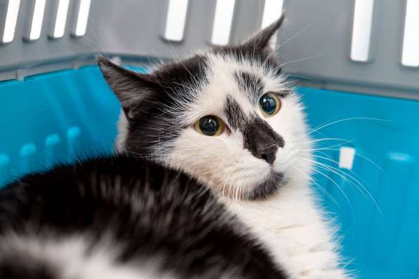 Стеснительная Медея мечтает о встрече с хозяином в Москве