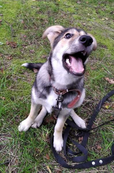 Тася в добрые руки в Ногинске фото 35