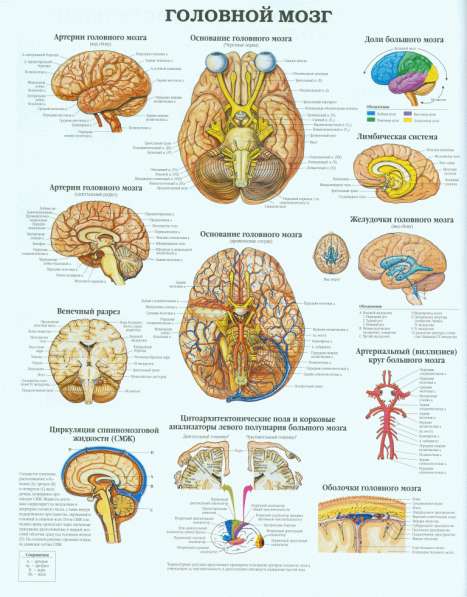 Анатомия. Учебные плакаты (комплект 40 плакатов) в 