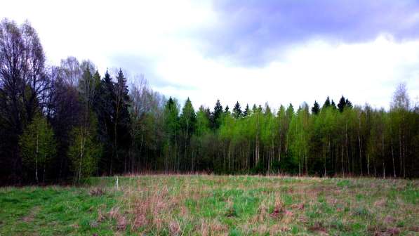 Участок 15 соток, ИЖС, коммуникации, со своим еловым лесом в Смоленске фото 6