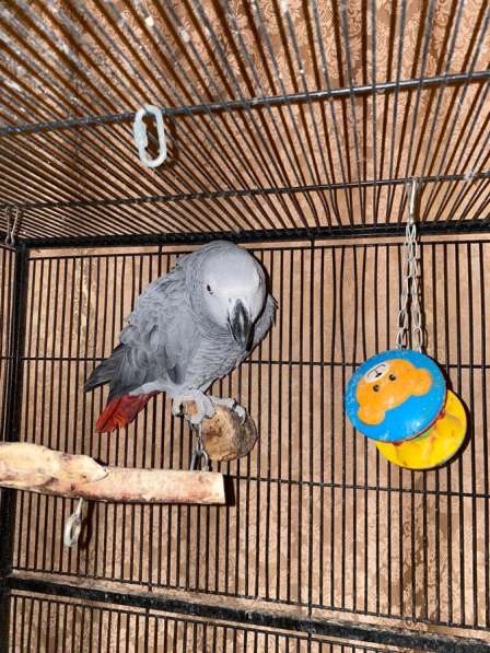 Жако дикарь в Москве