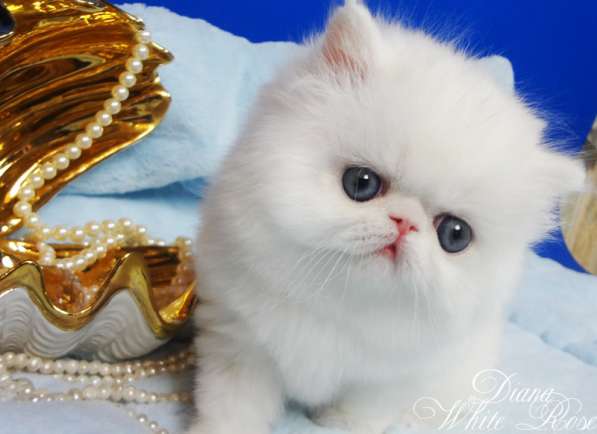 Персидский котенок белого окраса с медными глазами