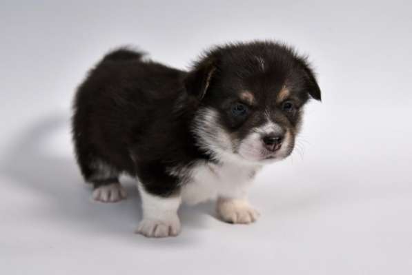 Щенки вельш корги пемброк в Москве фото 5