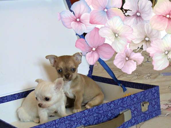 Мини девочка чихуахуа РКФ в Челябинске фото 15