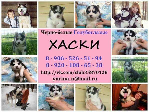 Щенки Сибирской хаски. черно-белые в Мышкине