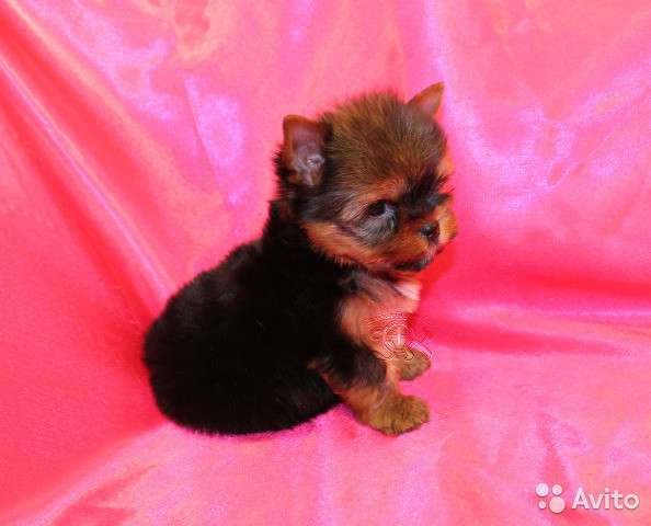 Йоркширский терьер мини в Новокузнецке