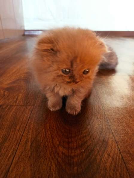 Продам британцев в фото 6