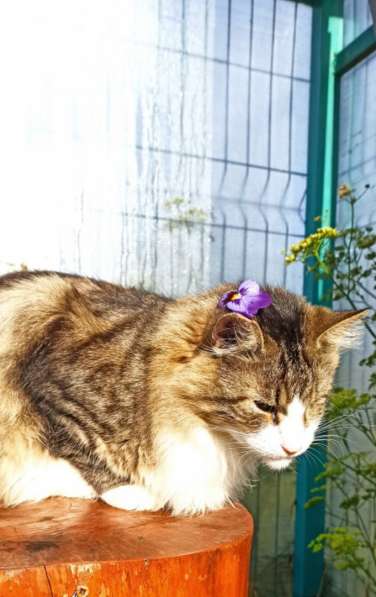 Кошка гигантского размера и ласкового нрава в Санкт-Петербурге фото 6