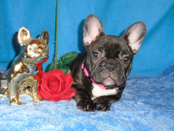 Французский бульдог высокопородные щенки в Люберцы фото 9