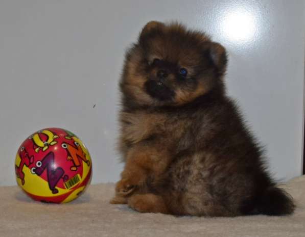 Красавчик в Москве фото 24