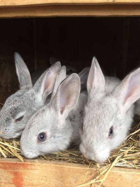 Кролики в Звенигороде фото 4