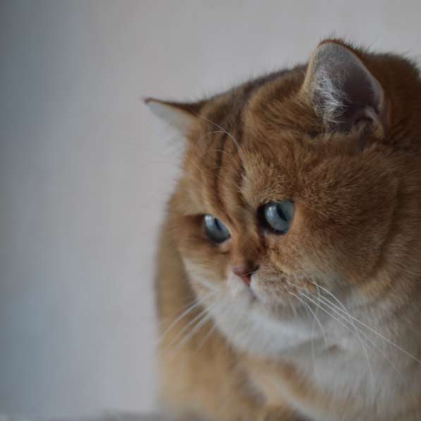 Британские котята золотая шиншилла в фото 4