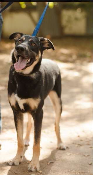 Молодой и нежный Блэк ищет семью в Москве фото 9