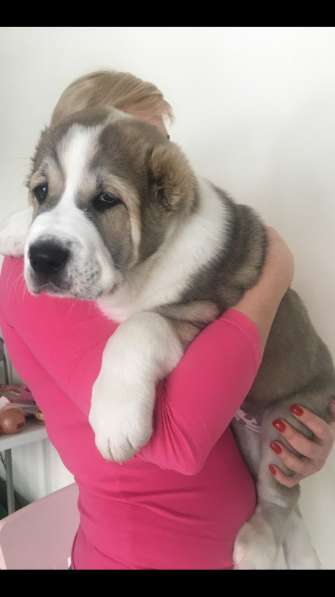 АЛАБАИ ЩЕНКИ в фото 13