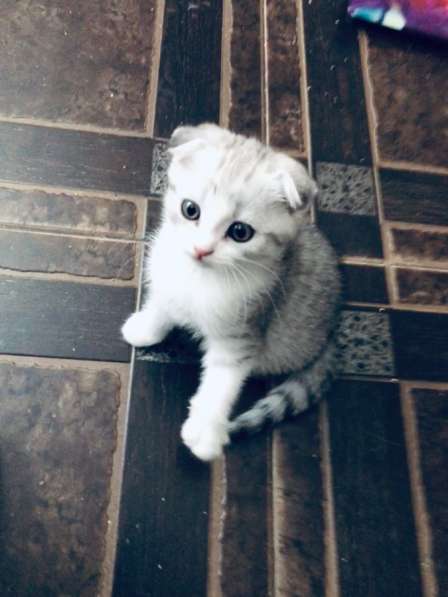 Котята вислоухие шотландские в Ставрополе фото 12