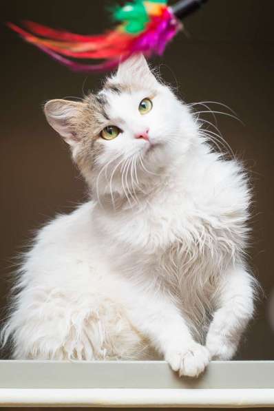 Ласковый красавчик Милош в самые добрые руки! в Москве