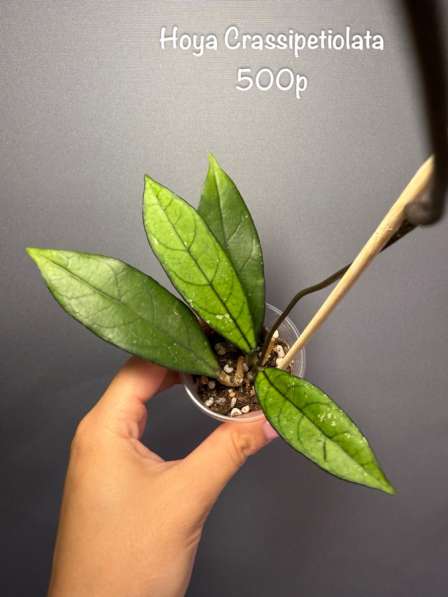 Хойи укорененные в Москве фото 3