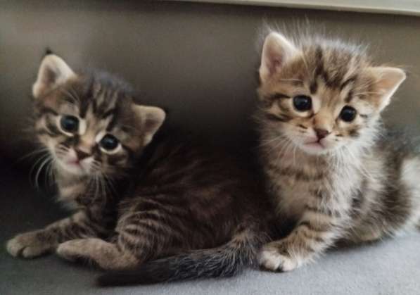Котятам скоро месяц. Продам по 70 в 